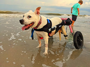 Help Shannon Scott’s Dog Kelsey McGee Walk Again!